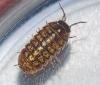 Armadillidium vulgare